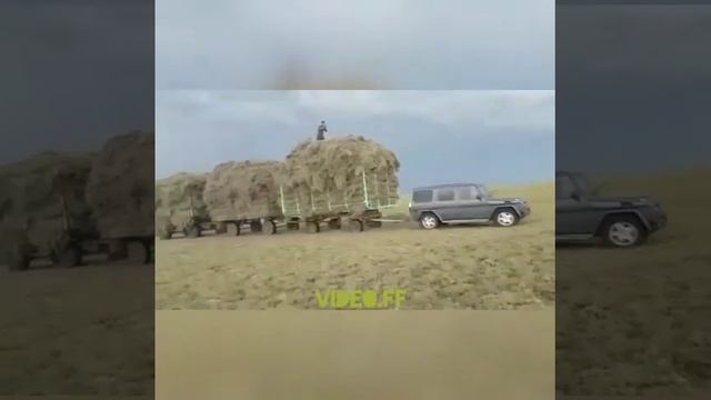 Как бандиты крадут сено смотреть онлайн