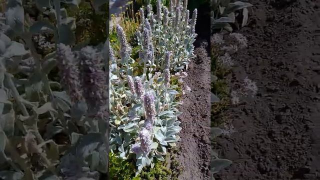 Рабатка, июнь 2023 года смотреть онлайн