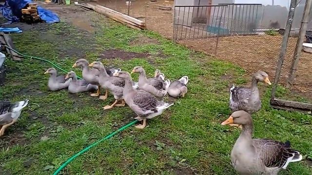 Кто же это? гусь или гусыня? смотреть онлайн