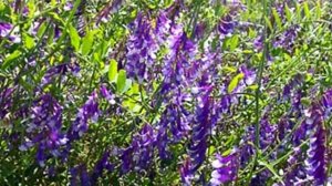 Вика посевная, польза на участке.