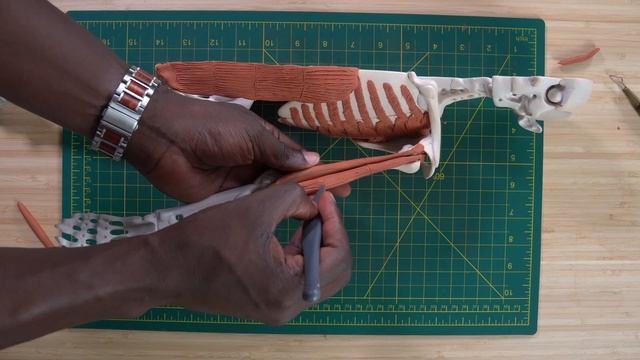 How to Study Anatomy with this Unique Tool - ANATOMY IN CLAY® Learning System смотреть онлайн