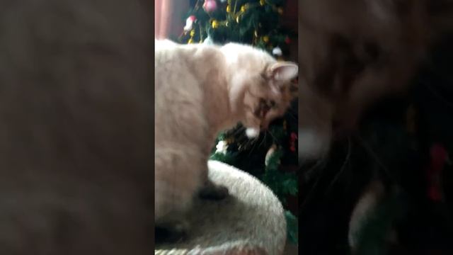 Самый агрессивный кот в мире смотреть онлайн