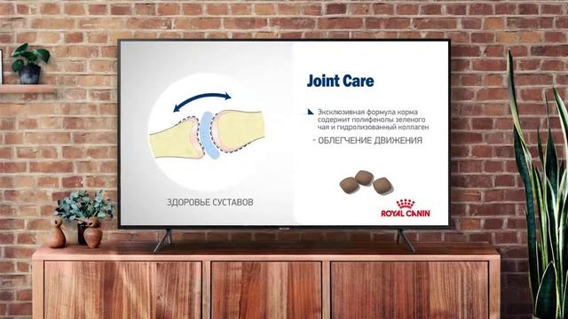 Здоровье суставов крупной собаки. Советы ветеринара Роял Канин смотреть онлайн