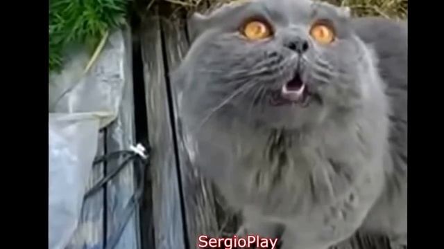 Коты,Валерьянка,веселье! ) смотреть онлайн