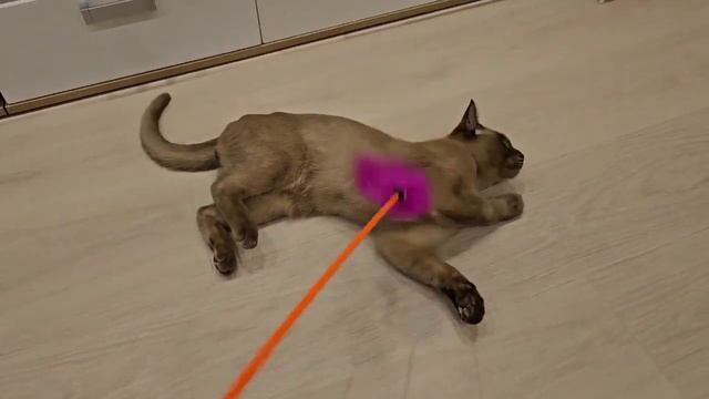 Burmese male cat. Бурманский кот приглашает невест на вязки. Бурманские коты и бурманские кошки смотреть онлайн