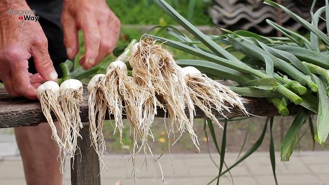 Как вырастить чеснок. Всё очень просто - дерзайте! Крупный чеснок без проблем!