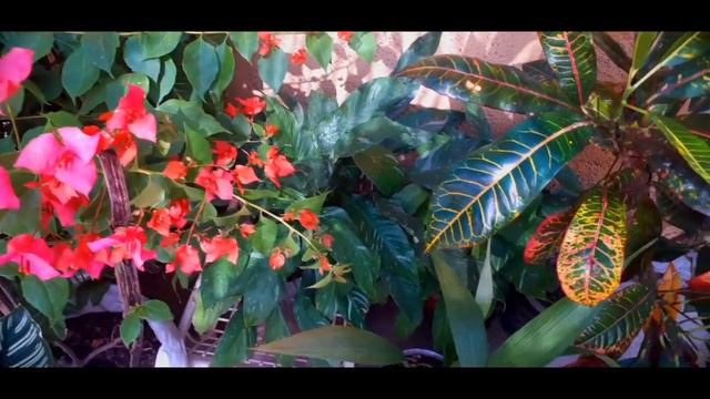 🌹ESPECTACULAR FLORACION Con Abono ORGANICO Casero FACIL Y EFECTIVO🌺 смотреть онлайн
