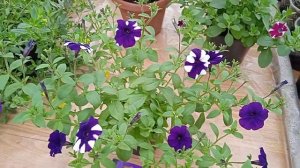 Петуния Шок Вейв Космо.