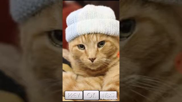 Обои с котами смотреть онлайн