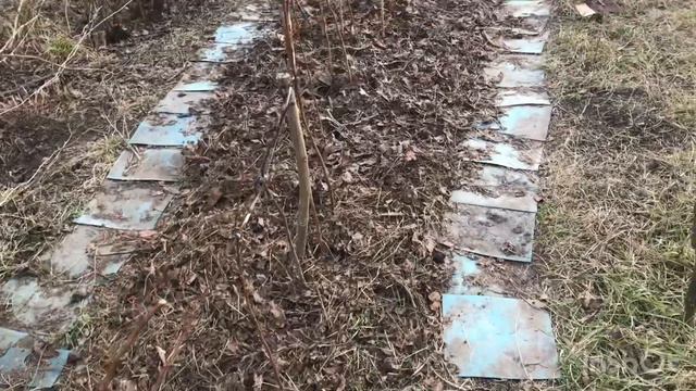 Малина.Чтобы был ОТЛИЧНЫЙ урожай! смотреть онлайн