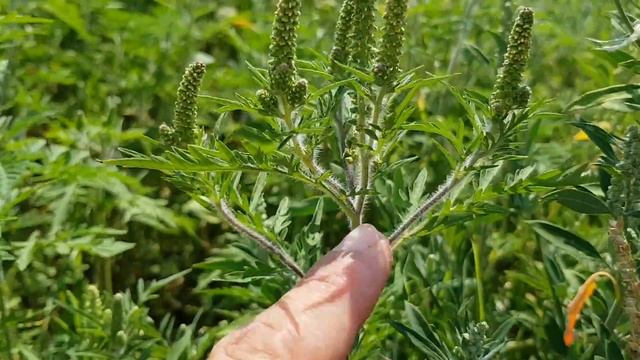Beifußblättrige Traubenkraut (Ragweed) - Beginn der Blüte/Blüten (Ambrosia artemisiifolia) смотреть онлайн