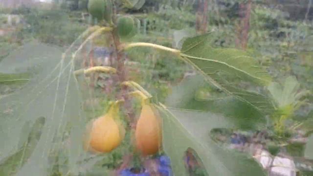 Взрослый инжир в большом контейнере. смотреть онлайн