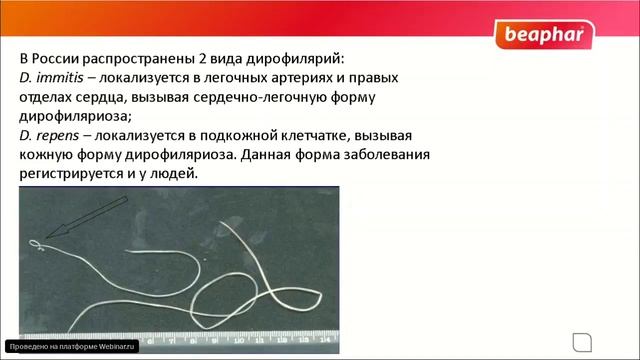 Дикая Природа в Городе и Селе