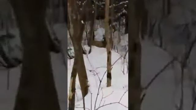 Суровый Приморский изюбрь смотреть онлайн