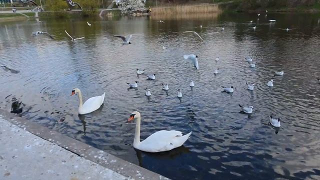 Весна на озере, птицы, релакс, Калининград#природа#релакс#птицы#озероверхнее смотреть онлайн