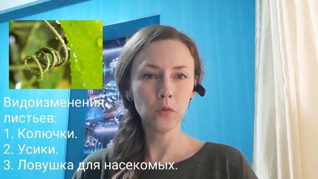 Строение, функции листа. Виды листьев. смотреть онлайн