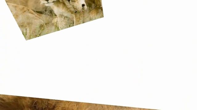 Львиное семейство. Семья львов смотреть онлайн