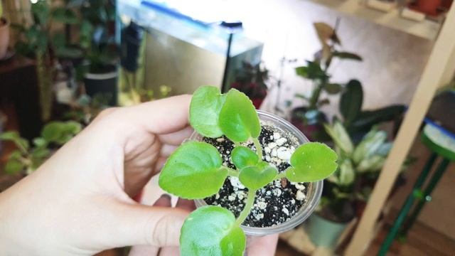 Фиалки. нетипичный подарок самой себе. смотреть онлайн