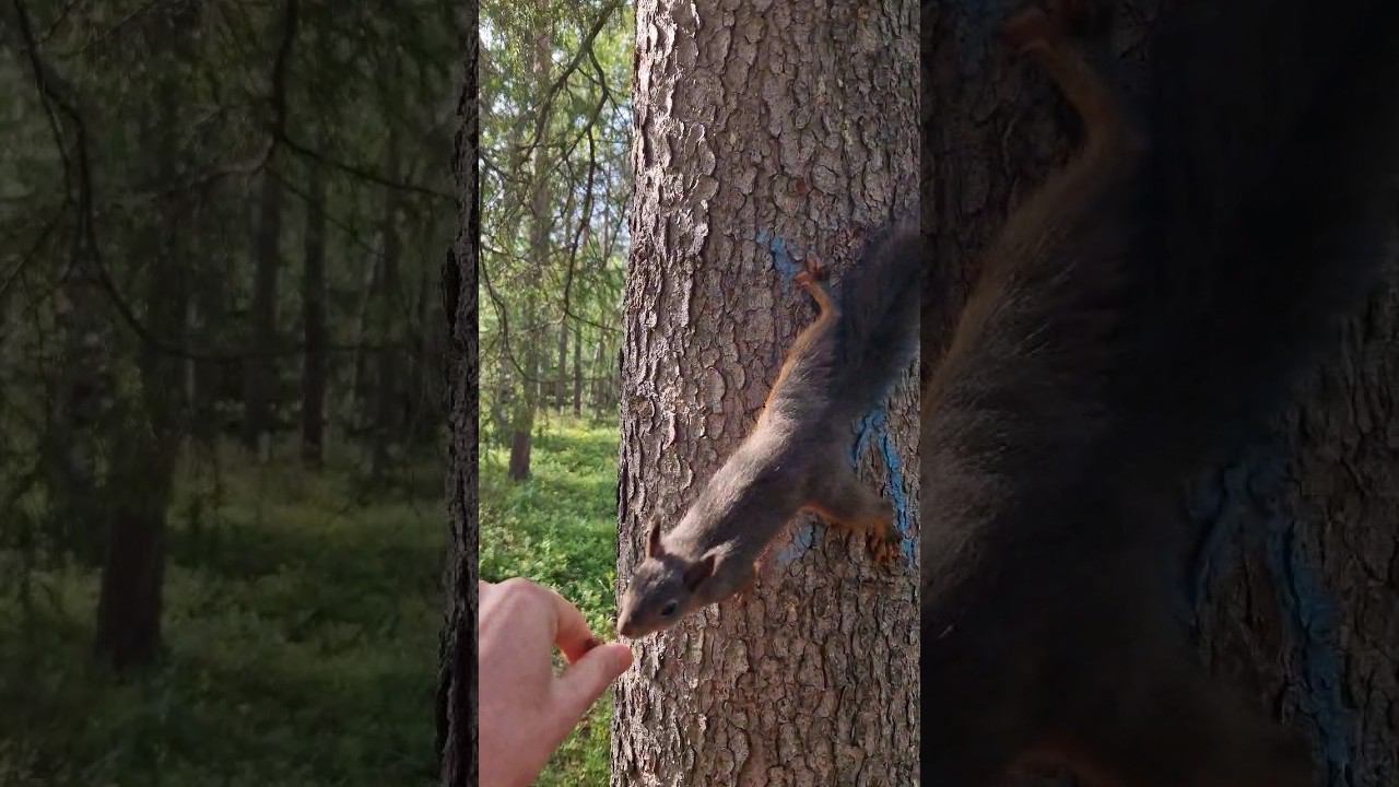 ▷Белка закапывает орехи◁ смотреть онлайн