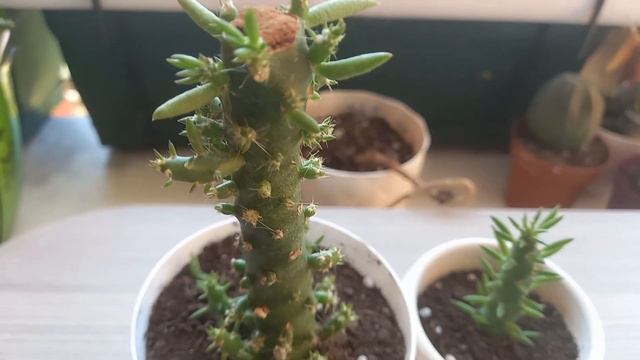 KAKTÜSLERDE KELLE UÇURMA NİÇİN YAPILIR ? FAYDALARI NELERDİR ? смотреть онлайн