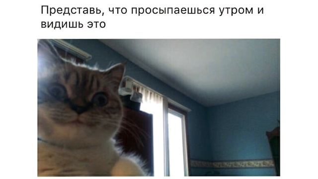 Приколы с котами. Коты не сдаются | Мемозг #11 смотреть онлайн