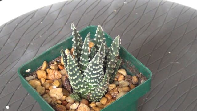 Haworthia pumila смотреть онлайн