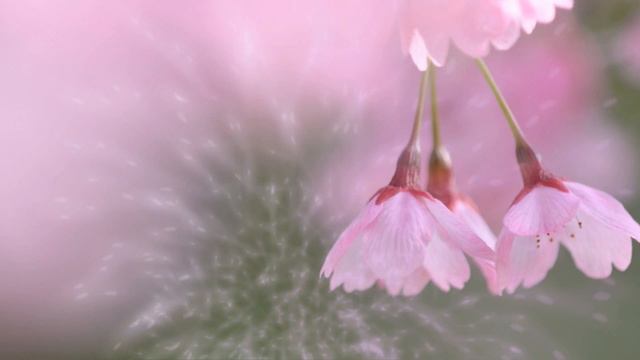 Футаж Благоухание сказочной красы HD смотреть онлайн