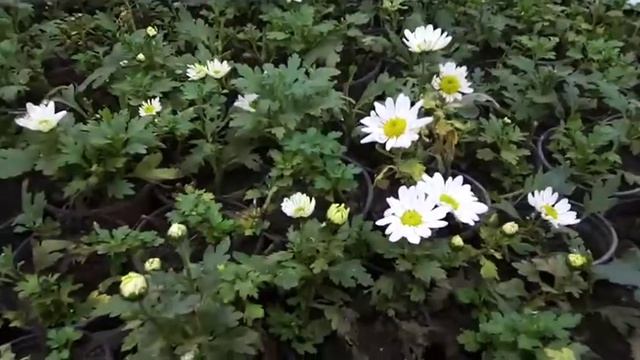 Хризантемы(2) смотреть онлайн