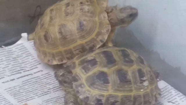 ЗООМАГАЗИН. Апрель 2018 смотреть онлайн