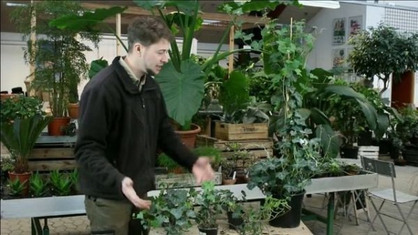 Hedera, Storbladet Efeu, vedben 'Hestor' Hedera hibernica 'Hestor' i 10 cm potte bunddække