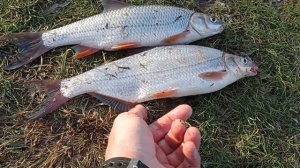 как отличить подуста от рыбца