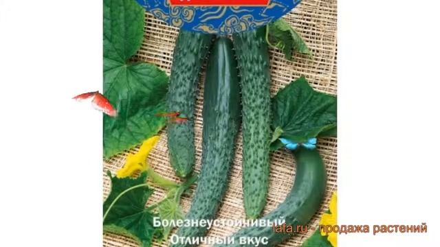 Огурец обыкновенный Любимец Конфуция F1 ? обзор: как сажать, семена огурца Любимец Конфуция F1 смотреть онлайн