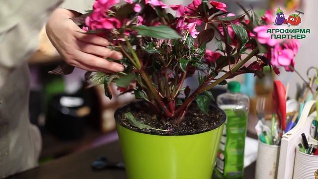 РАЗМНОЖЕНИЕ МНОГОЛЕТНИКОВ ЧЕРЕНКАМИ смотреть онлайн