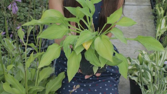 ХОСТА ? ОГЛЯД САДЖАНЦІВ ? смотреть онлайн