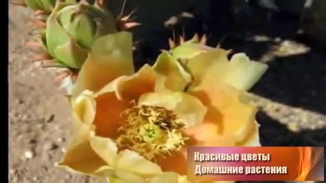Цветущие домашние цветы. Цветущие кактусы - лучшие домашние цветы смотреть онлайн