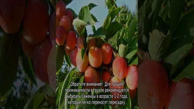 Слива Алтайская Юбилейная смотреть онлайн
