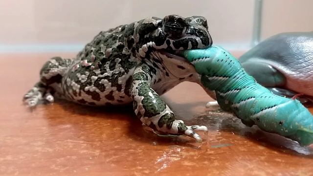 лягушка против Manduca sexta (Sphingidae) #живое кормление смотреть онлайн