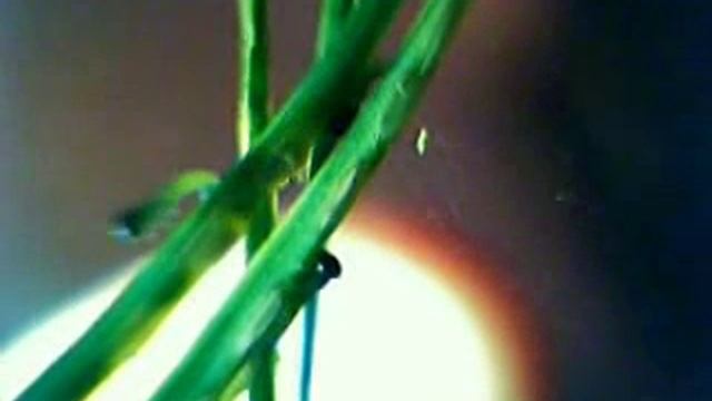 Странные гусеницы на новогодней сосне смотреть онлайн