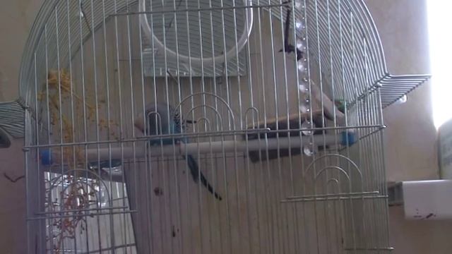 Попугай и синица. Titmouse and Parrot смотреть онлайн