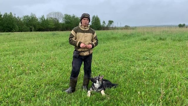 Дрессировка щенка с 0 (День 1) смотреть онлайн