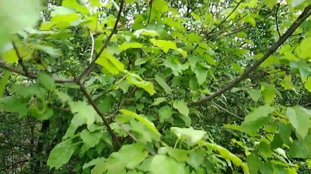 Медоносы СТЕПЕЙ. Медовый КОНВЕЙЕР:вишня-магалебка + клён татарский + боярышник/глед 07 мая 2020. смотреть онлайн