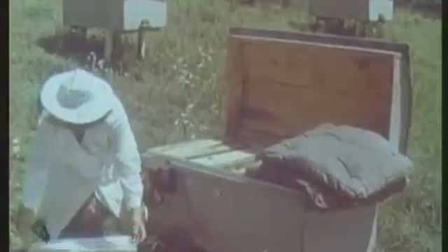 Пчеловодство. Раздел III. Современные методы содержания и разведения пчёл. 1969 год смотреть онлайн