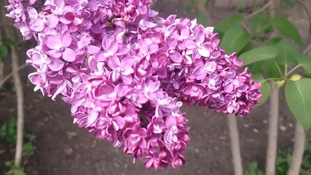 VLOG♡Мещерский Дендропарк♡Нескучный день♡Поездка№1♡ смотреть онлайн