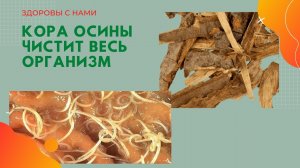 Кора осины от всех болезней.mp4