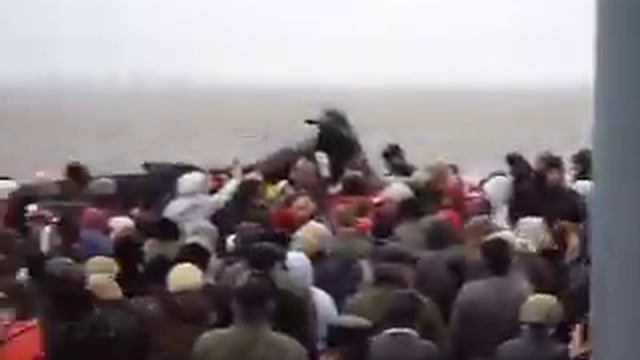 лети тюлень в свою страну тюленью смотреть онлайн
