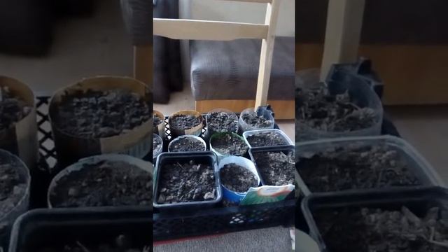 Выращиваем арбузы и дыни на урале(1часть) смотреть онлайн