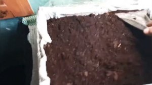 как посадить маракую ,ч2 пересадка маракуи