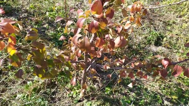 Груша Пасс-крассан. Сигналки. смотреть онлайн