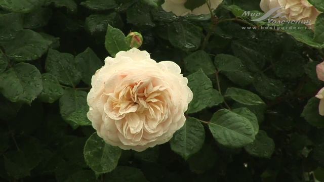 Роза Крокус Роуз (Crocus Rose) смотреть онлайн