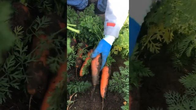 ТОКУШИМА F1 - САМАЯ РАННЯЯ НАША МОРКОВЬ смотреть онлайн